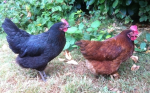 hen with sour crop and droopy tail and comb