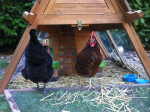 hens starting to molt