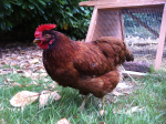 hen with sour crop, a droopy comb and tail